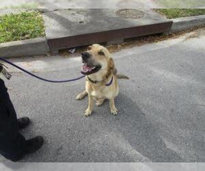 Golden Retriever Dogs for adoption in Palmetto, FL, USA