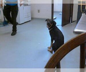 Labrador Retriever-Unknown Mix Dogs for adoption in Fayetteville, NC, USA