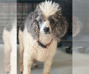 Poodle (Miniature) Dogs for adoption in Pacolet, SC, USA