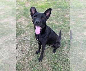 Labrador Retriever-Unknown Mix Dogs for adoption in Pasadena, TX, USA