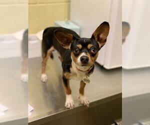 Chiweenie Dogs for adoption in Forestville, MD, USA