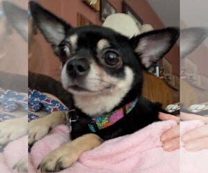 Chiranian Dogs for adoption in Sanford, FL, USA