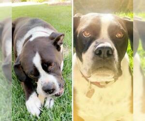 Bull-Boxer Dogs for adoption in Orange, CA, USA