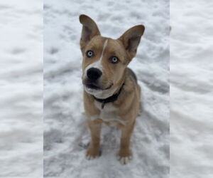 Siberian Husky-Unknown Mix Dogs for adoption in Bemidji, MN, USA