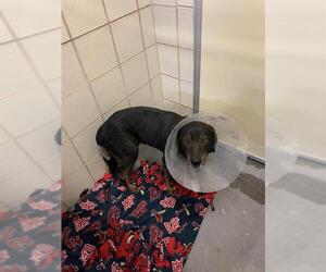 Dachshund-Unknown Mix Dogs for adoption in Corpus Christi, TX, USA