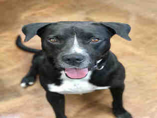 American Staffordshire Terrier Dogs for adoption in Pasadena, TX, USA