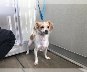 Medium Photo #1 Chion Puppy For Sale in Corona, CA, USA