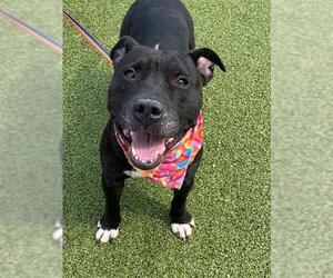 American Pit Bull Terrier Dogs for adoption in Fayetteville, NC, USA