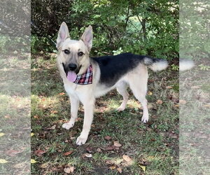 German Shepherd Dog-Unknown Mix Dogs for adoption in Spring Lake, NJ, USA
