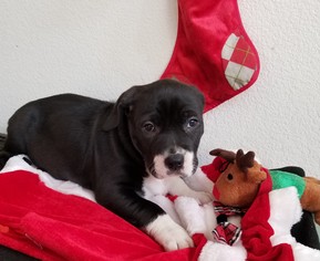 Borador Dogs for adoption in Stockton, CA, USA