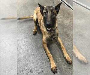 Mutt Dogs for adoption in Forestville, MD, USA