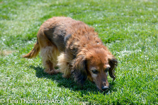 Medium Photo #1 Dachshund Puppy For Sale in Hesperia, CA, USA