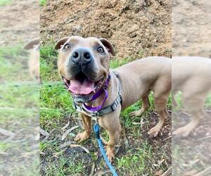 Mutt Dogs for adoption in Santa Maria, CA, USA