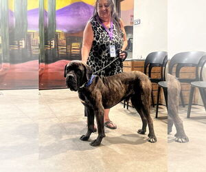 Mutt Dogs for adoption in Goodyear, AZ, USA