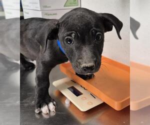 American Pit Bull Terrier-Unknown Mix Dogs for adoption in Bakersfield, CA, USA