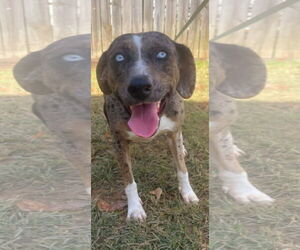 Catahoula Leopard Dog-Unknown Mix Dogs for adoption in Wetumpka, AL, USA