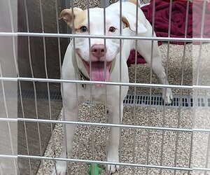 Bullboxer Pit Dogs for adoption in Martinsburg, WV, USA