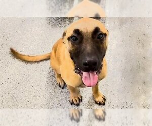 Mutt Dogs for adoption in Houston, TX, USA