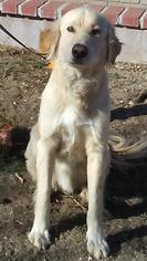 Golden Retriever Dogs for adoption in Campbell, CA, USA