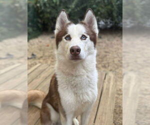 Siberian Husky Dogs for adoption in Matawan, NJ, USA