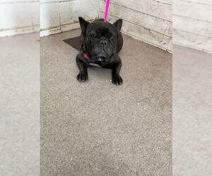 French Bulldog Dogs for adoption in San Bernardino, CA, USA
