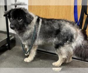 Norwegian Elkhound-Unknown Mix Dogs for adoption in Forestville, MD, USA