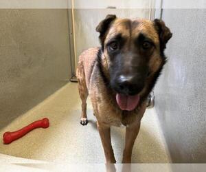 Chinese Shar-Pei-Unknown Mix Dogs for adoption in Rancho Cucamonga, CA, USA