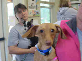 Dachshund Dogs for adoption in Ojai, CA, USA