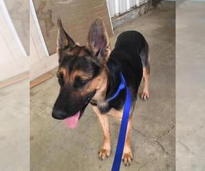 German Shepherd Dog Dogs for adoption in Chico, CA, USA