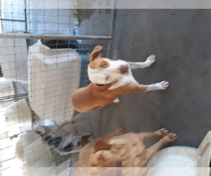 Bulloxer Dogs for adoption in Bonifay, MO, USA