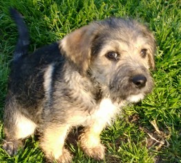 Mutt Dogs for adoption in Cabool, MO, USA