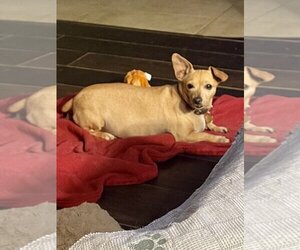 Chihuahua Dogs for adoption in Victorville, CA, USA