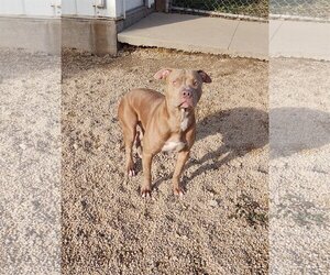 American Pit Bull Terrier Dogs for adoption in Maquoketa, IA, USA
