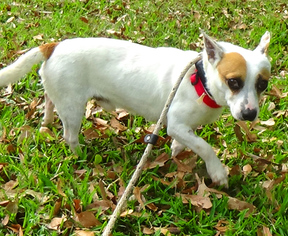 Medium Photo #1 Jack-Rat Terrier Puppy For Sale in Holly Springs, MS, USA