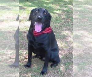 Labrador Retriever Dogs for adoption in Lafayette, LA, USA