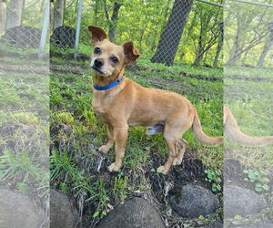 Rat-Cha Dogs for adoption in Princeton, MN, USA