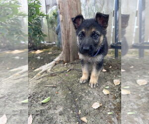German Shepherd Dog Dogs for adoption in West Sacramento, CA, USA