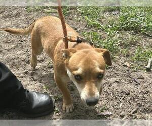 Dachshund-Unknown Mix Dogs for adoption in Ocala, FL, USA