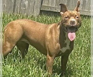 American Pit Bull Terrier Dogs for adoption in Houston, TX, USA
