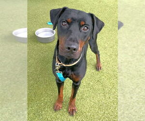Doberman Pinscher-Unknown Mix Dogs for adoption in Naples, FL, USA