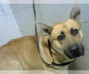 German Shepherd Dog Dogs for adoption in Atlanta, GA, USA