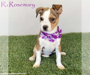 Jug Dogs for adoption in San Diego, CA, USA