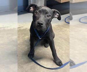 Labrador Retriever-Unknown Mix Dogs for adoption in Tallahassee, FL, USA