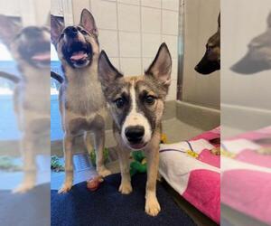 Siberian Husky-Unknown Mix Dogs for adoption in San Martin, CA, USA
