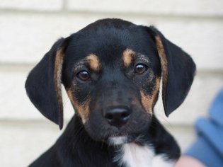 Doberman Pinscher-Treeing Walker Coonhound Mix Dogs for adoption in Cookeville, TN, USA