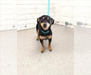 Chihuahua-Unknown Mix Dogs for adoption in San Bernardino, CA, USA