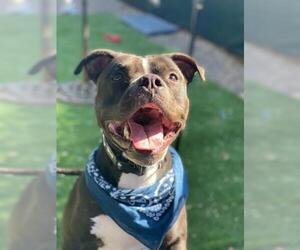 Boxer-Unknown Mix Dogs for adoption in Santa Barbara, CA, USA