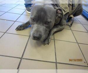American Pit Bull Terrier Dogs for adoption in Ocala, FL, USA