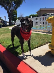 Borador Dogs for adoption in Newport Beach, CA, USA