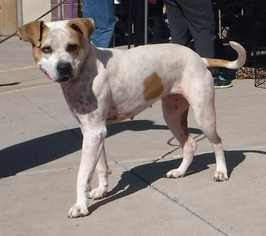 Bull-Boxer Dogs for adoption in Peralta, NM, USA